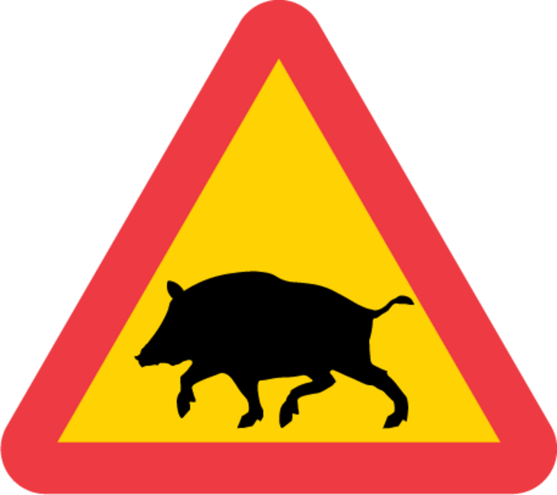 A19 Varning för vildsvin